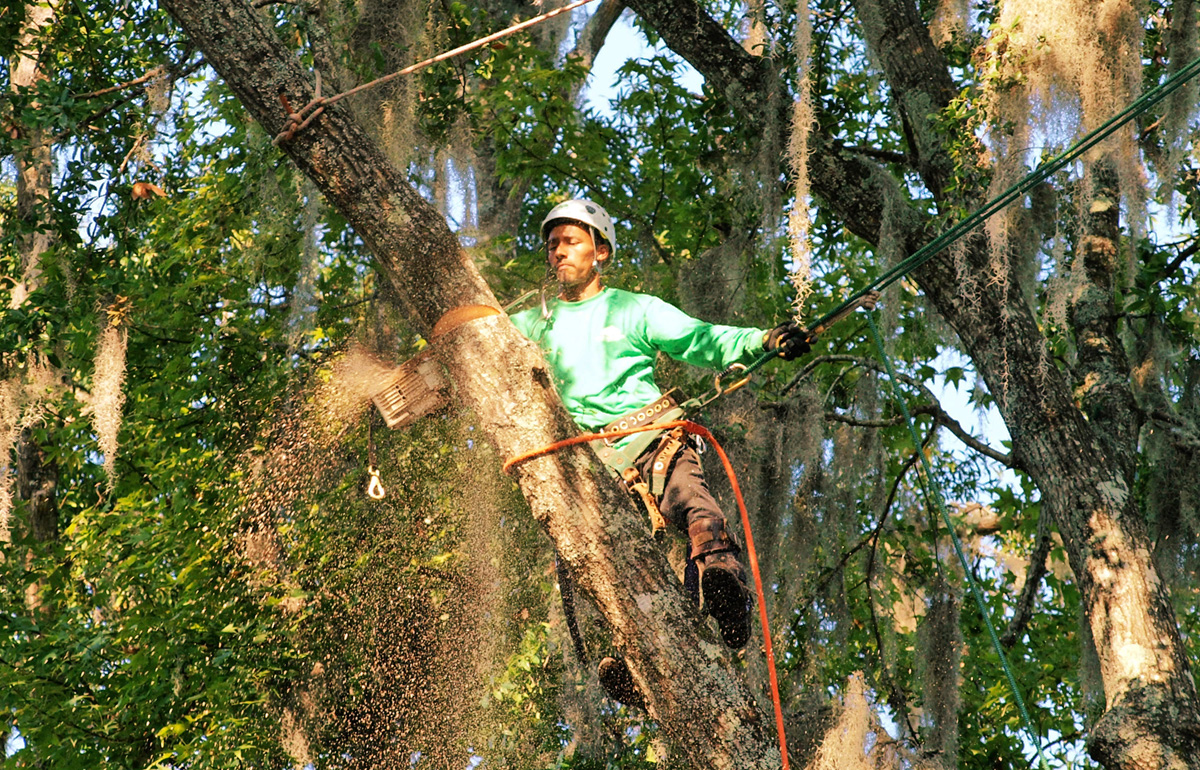 Tree Removal Experts
